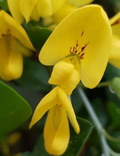 Blütenessenz GOLDREGEN (Laburnum anagyroides)