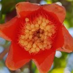 Blütenessenz GRANATAPFEL (Punica granatum)