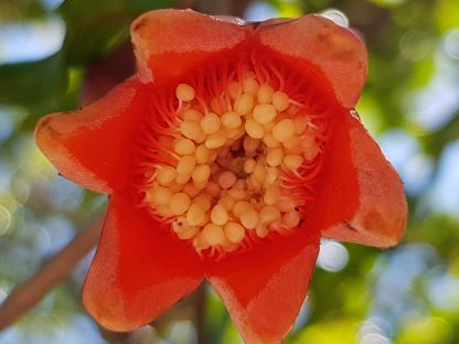 Blütenessenz GRANATAPFEL (Punica granatum)