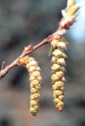 Blütenessenz HAINBUCHE (Carpinus betulus)