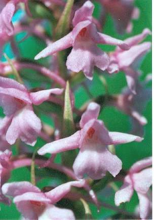 Blütenessenz HANDWURZ (Gymnadenia conopsea)