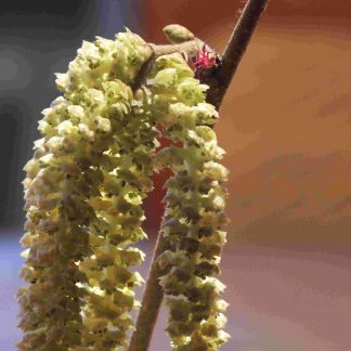 Blütenessenz HASELNUSS (Corylus avellana)