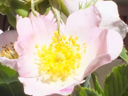 Blütenessenz HECKENROSE (Rosa canina)