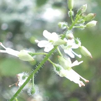Blütenessenz GROSSES HEXENKRAUT (Circaea lutetiana)