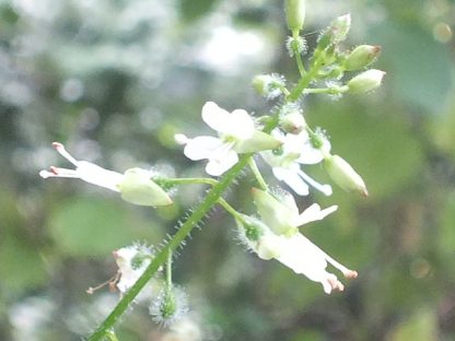 Blütenessenz GROSSES HEXENKRAUT (Circaea lutetiana)
