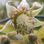 Blütenessenz HIMBEERE (Rubus idaeus)