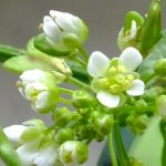 Blütenessenz HIRTENTÄSCHEL (Capsella bursa-pastoris)