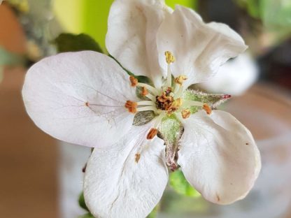 Blütenessenz HOLZAPFEL (Malus pumila)