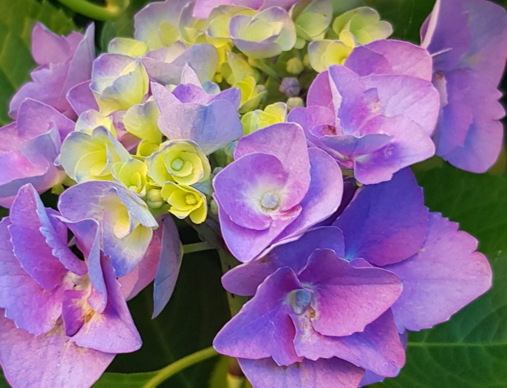 Produktbild von Hydrangea Macrophylla 'Nikko Blue' – Hortensie Für Garten