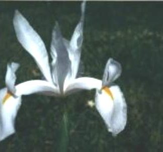 Blütenessenz WEISSE IRIS (Iris xiphium)