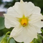 Blütenessenz KARTOFFEL (Solanum tuberosum)
