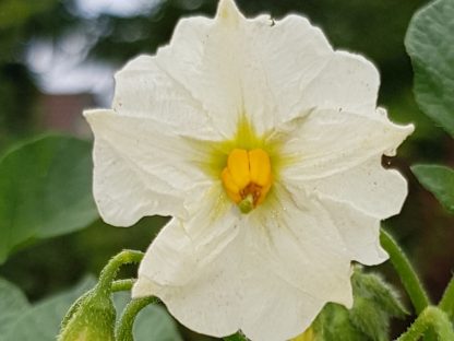 Blütenessenz KARTOFFEL (Solanum tuberosum)