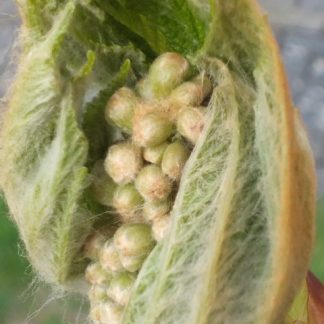 Blütenessenz KASTANIENKNOSPE (Aesculus hippocastanum)