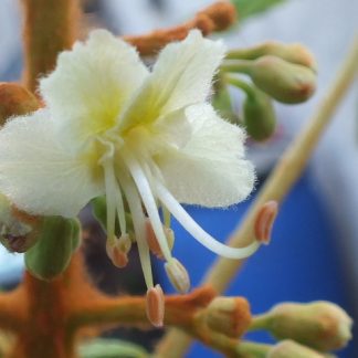 Blütenessenz WEISSE KASTANIE (Aesculus hippocastanum)