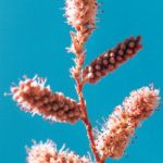Blütenessenz KASUARIENE (Casuarine equisetifolia)