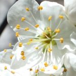 Blütenessenz KIRSCHPFLAUME (Prunus cerasifera)