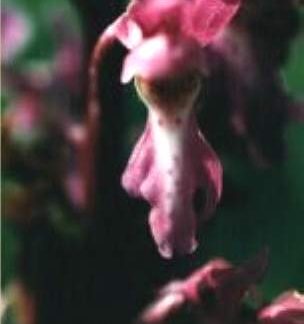 Blütenessenz KNABENKRAUT (Dactylorhiza majalis)