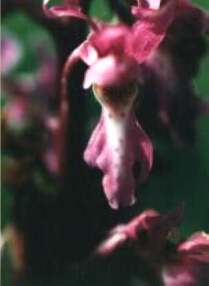 Blütenessenz KNABENKRAUT (Dactylorhiza majalis)