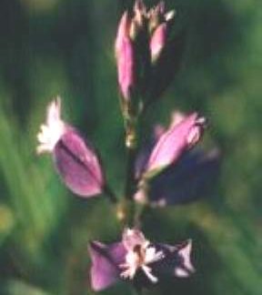 Blütenessenz KREUZBLUME (Polygala vulgaris)