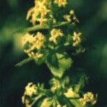 Blütenessenz KREUZLABKRAUT (Cruciata laevipes)