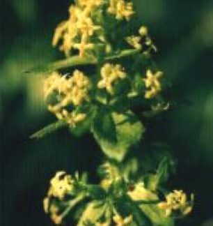 Blütenessenz KREUZLABKRAUT (Cruciata laevipes)