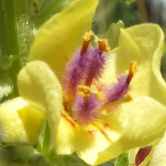 Blütenessenz SCHWARZE KÖNIGSKERZE (Verbaskum nigra)