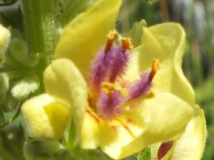 Blütenessenz SCHWARZE KÖNIGSKERZE (Verbaskum nigra)