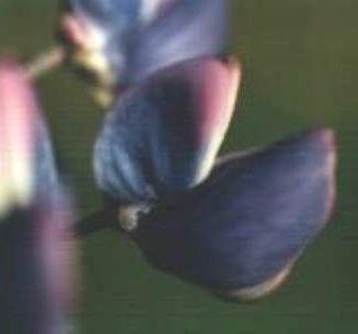 Blütenessenz BLAUE LUPINE (Lupinus polyphyllus)