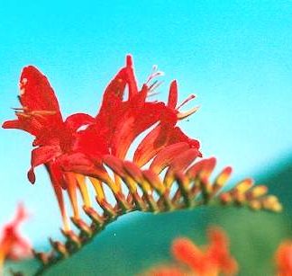 Blütenessenz MONTBRETIE (Tritonia crosmilflora)