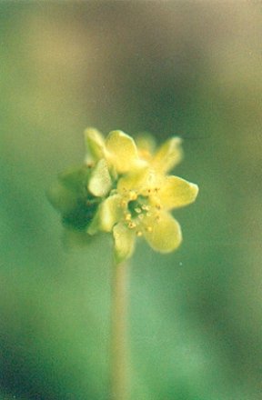 Blütenessenz MOSCHUSKRAUT (Adoxa moschatellina)