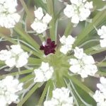 Blütenessenz WILDE MÖHRE (Daucus carota)