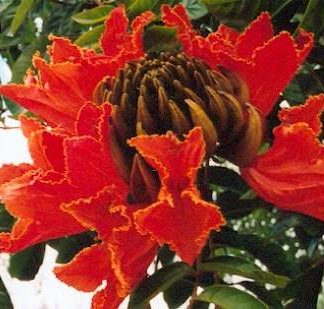 Bali-Blütenessenz AFRIKANISCHER TULPENBAUM (Spathodaea campanulata)