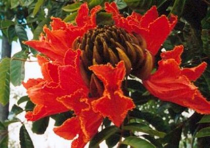 Bali-Blütenessenz AFRIKANISCHER TULPENBAUM (Spathodaea campanulata)