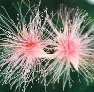 Blütenessenz FALSCHE AVOCADO (Planchonia careya)