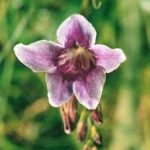 Blütenessenz BALIGLOCKENBLUME (Asystasia dalzelliana)