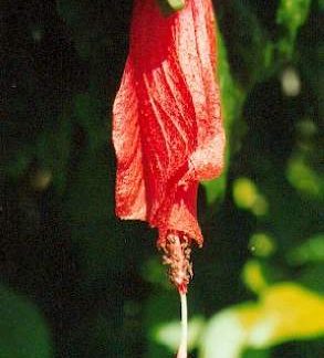 Blütenessenz BEERENMALVE (Malva fiscus)