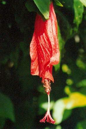 Blütenessenz BEERENMALVE (Malva fiscus)