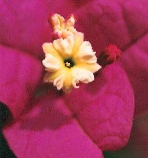 Blütenessenz ROTE BOUGAINVILLEA (Bougainvillea spectabilis)