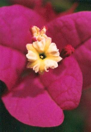 Blütenessenz ROTE BOUGAINVILLEA (Bougainvillea spectabilis)