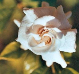Blütenessenz GARDENIE (Gardenia florida)