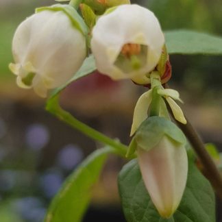 Blütenessenz HEIDELBEERE (Vaccinium myrtillus)