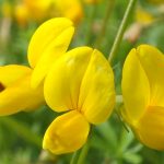 Blütenessenz HORNKLEE (Lotus campylocladus)