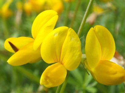 Blütenessenz HORNKLEE (Lotus campylocladus)