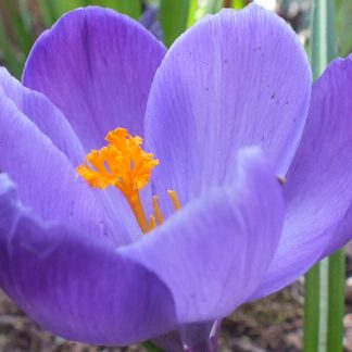 Blütenessenz LILA KROKUS (Crocus sativus)