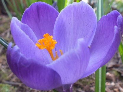Blütenessenz LILA KROKUS (Crocus sativus)