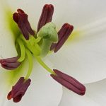Blütenessenz MADONNENLILIE (Lilium candidum)
