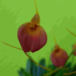 Blütenessenz MASDEVALLIA (Orchidee)