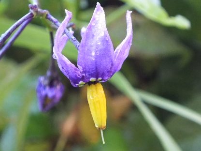 Blütenessenz BITTERSÜSSER NACHTSCHATTEN (Solanum Dulcamara)