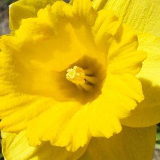 Blütenessenz OSTERGLOCKE (Narcissus hybride)