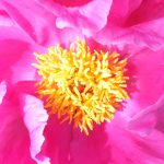 Blütenessenz PFINGSTROSE (Paeonia)
